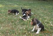 Cute Beagle Puppies for Sale In Good Homes 