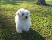 Cute Maltese Puppies For Sale In Good Homes 
